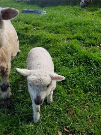 Image 1 of ewe with twin ewe lambs