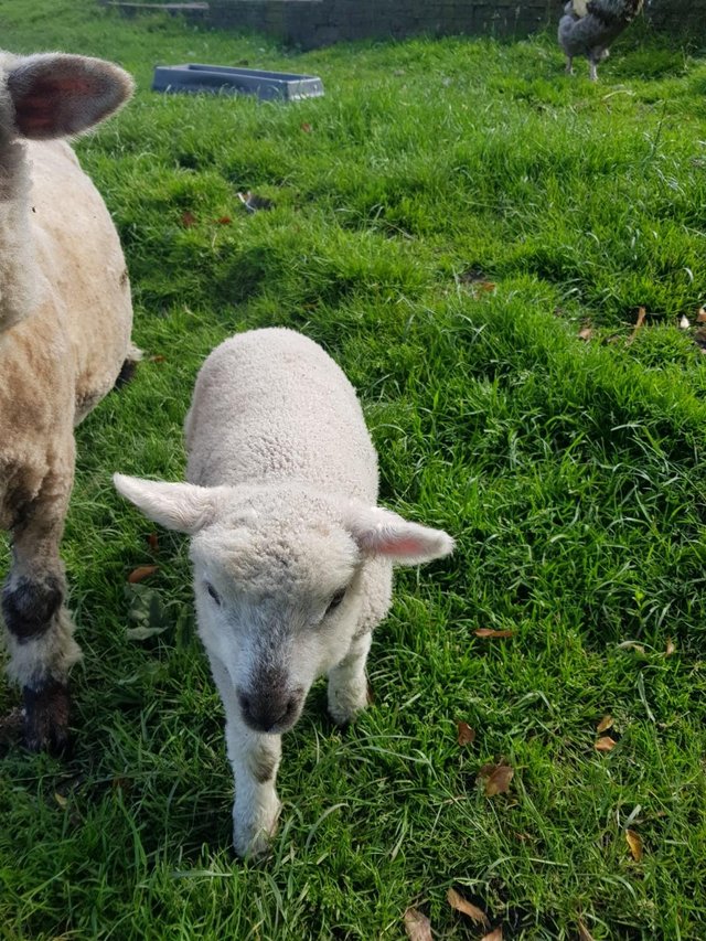 Preview of the first image of ewe with twin ewe lambs.