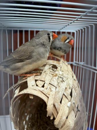 Image 4 of Zebra Finches for sale complete with cage