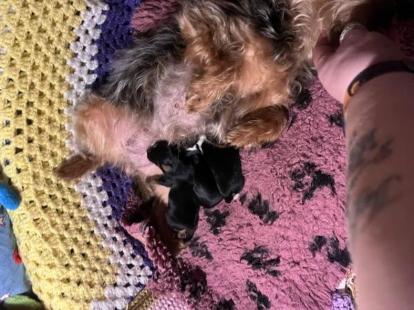 Image 7 of Chorkie pups , These pups are only going to be tiny