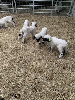 Image 6 of Valais Blacknose Wether Lambs available