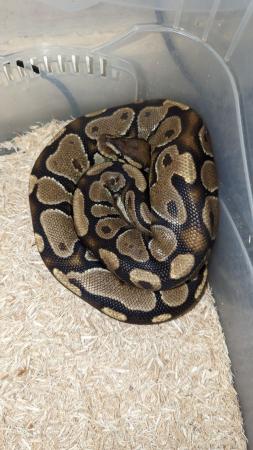 Image 2 of Royal pythons for sale REDUCED REDUCED £50