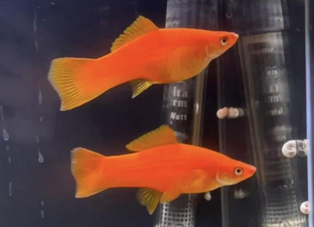 Image 4 of Flaming Red Giant Molly Fry £1 Each