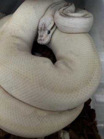 Image 5 of Royal / ball pythons adult ,sub adult hatching