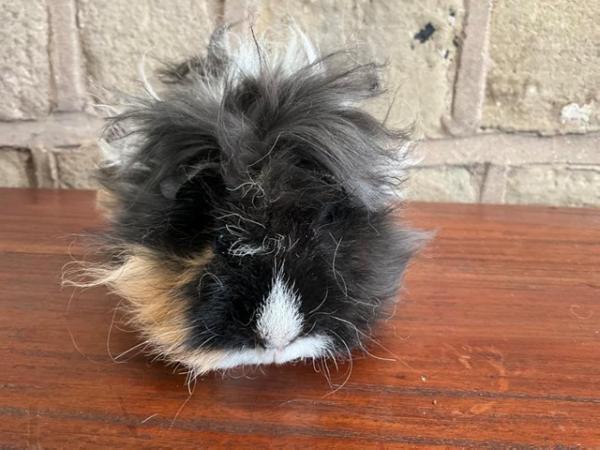 Image 10 of Stunning long curly haired male guinea pig