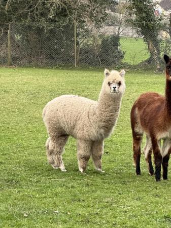 Image 2 of 12 month old male alpaca