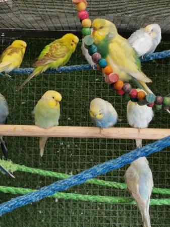 Image 4 of Stunning Budgies top quality young and some breeding age £20