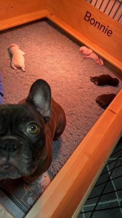 Image 2 of French bulldog puppy for sale