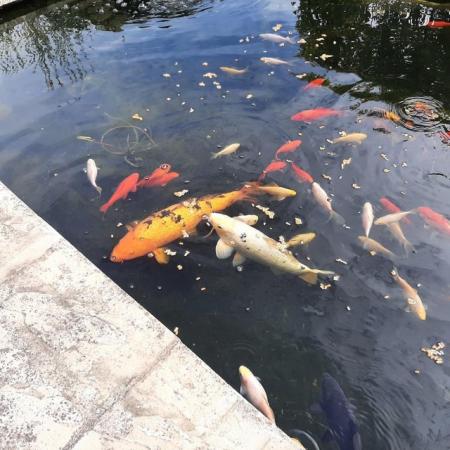 Image 2 of Koi and goldfish for sale