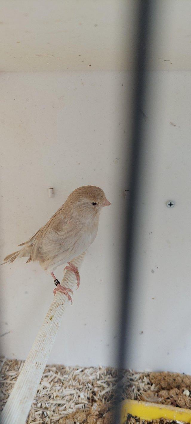 Preview of the first image of Foreign finches and a 22/23/24.