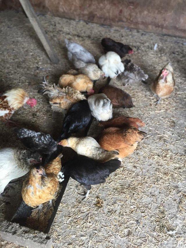 Preview of the first image of Various Farmyard Bantam Hens For Sale..