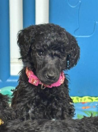 Image 4 of Working standard poodle pups