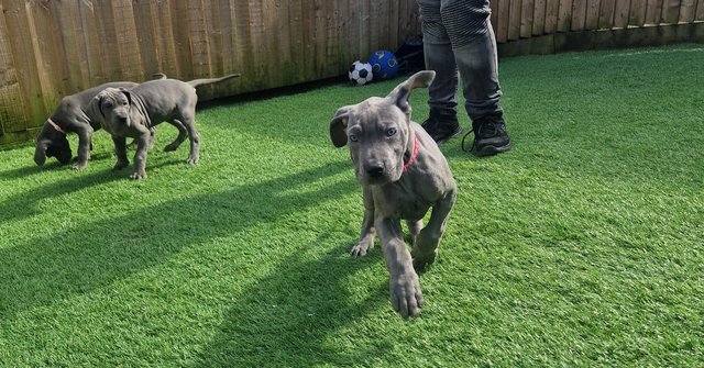 Image 35 of Adorable KC Blue Great Dane puppies READY NOW!!