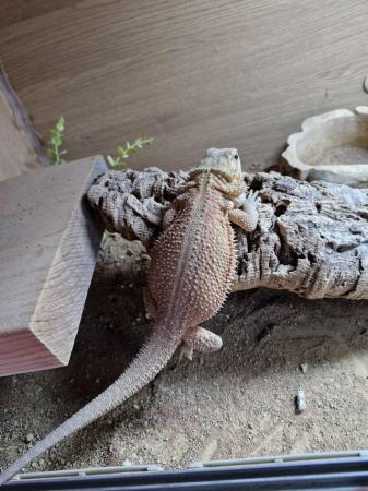 Image 3 of Bearded dragons (High end females)