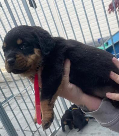 Image 5 of Rottweiler kc registered puppies