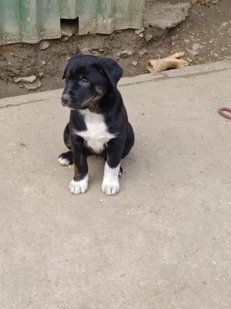 Image 13 of Border collie cross rottweiler puppies