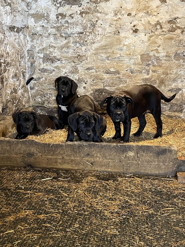 Preview of the first image of Ready to leave now 8 Cane Corso puppies 3 remaining.