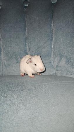 Image 1 of 5 baby Male/ Female Guinea Pigs for sale