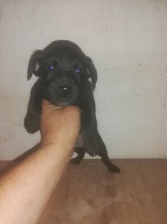 Image 10 of Patterdale terrier pups ready now little livewires