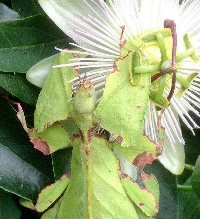 Image 1 of 6x Nymphs of Phyllium Giganteum Leaf Insect (stick insect)