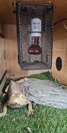 Image 6 of Female adult bearded dragon with full set up.Snakes 4 sale 2