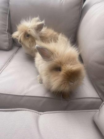 Image 3 of 2 beautiful healthy and loving Lion head rabbits