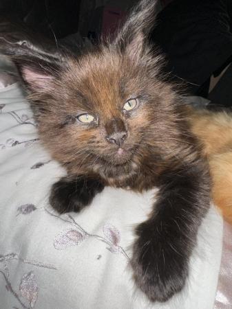 Image 7 of Maine Coon Kittens for Sale
