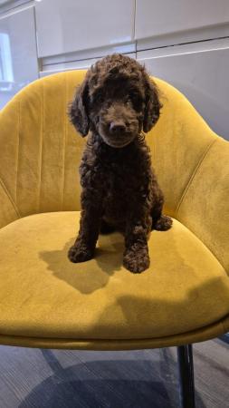 Image 8 of Cockapoo Puppies READY NOW