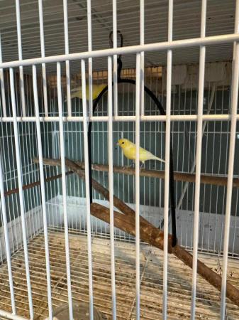 Image 8 of Canaries for sale beautiful happy healthy birds