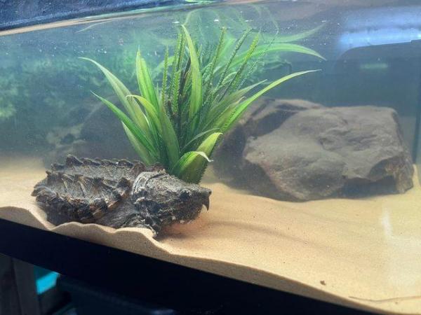 Image 2 of 3 Year old Alligator Snapping Turtles and full setup