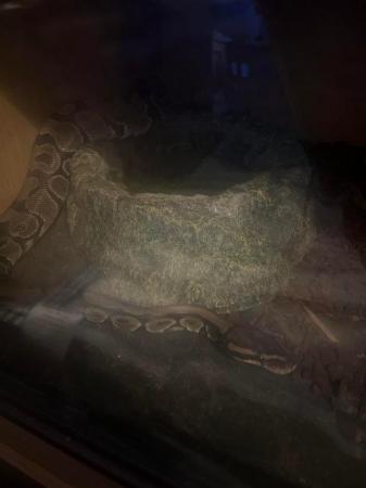 Image 2 of looking to sell my female royal python