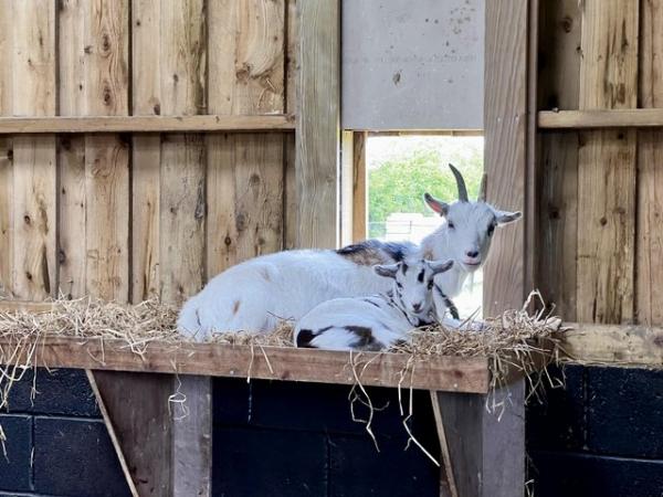 Image 10 of Registered Female Dwarf Dairy Goat Kid like Nigerian Dwarf
