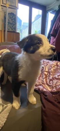 Image 10 of Beautiful Border collies puppies