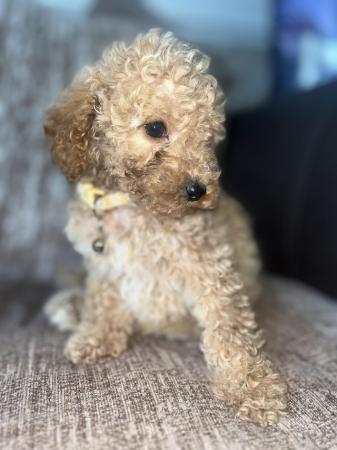 Image 4 of Eight week old Minature toy poodle