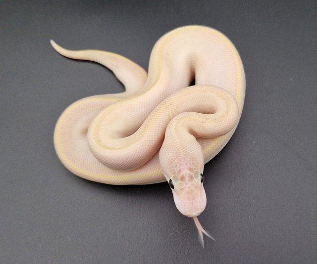 Preview of the first image of Super YB (Ivory) Het Pied Poss Enchi / Pin M Python 231302.
