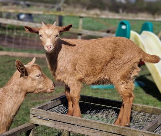 Image 1 of Pedigree Golden Guernsey Nanny Goat BGS 3 months old