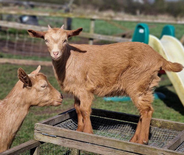 Preview of the first image of Pedigree Golden Guernsey Nanny Goat BGS 3 months old.