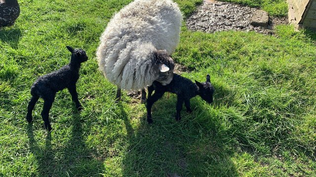 Image 1 of Gotland Ewes with Lambs