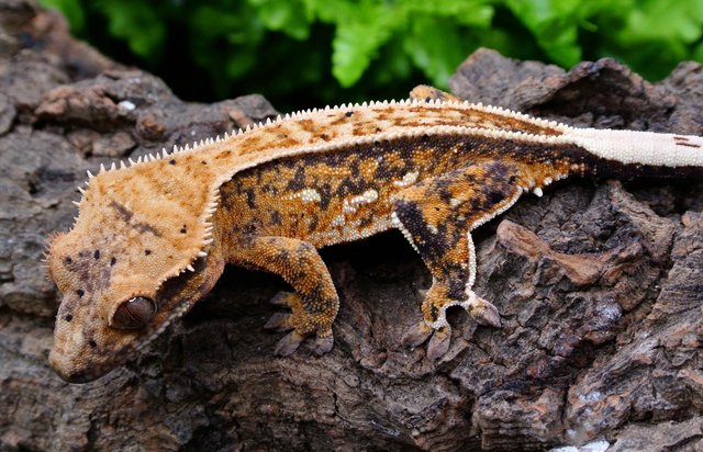 Image 2 of Extreme harlequin male crested gecko