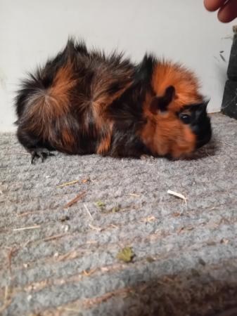 Image 1 of Pure Bred Guinea Pigs For Sale