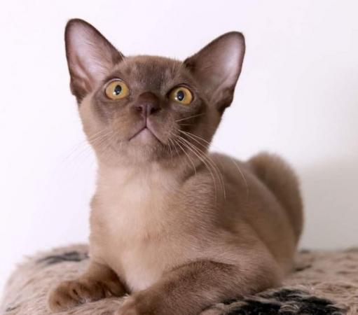 Image 5 of Exceptional Burmese kittens