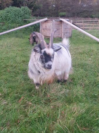 Image 3 of PGC Registered Billy Goat For Hire
