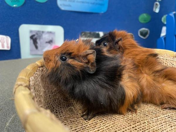 Image 2 of Pure Abyssinian Guinea Pig Pups For Rehoming