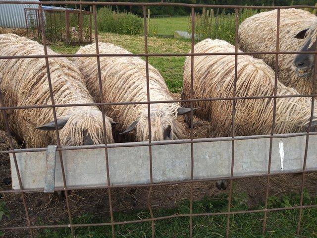 Preview of the first image of Pedigree Wensleydale Yearling Shearling Rams x 3.