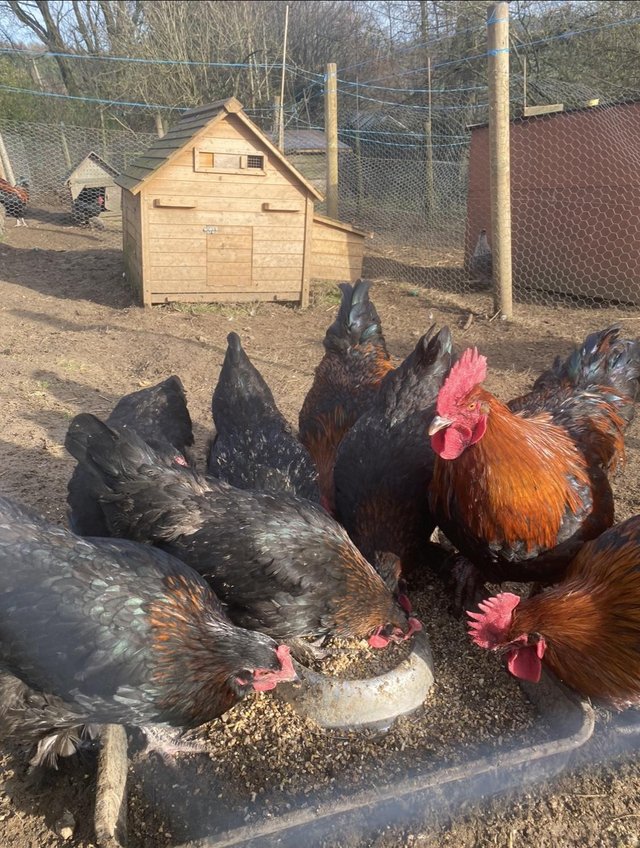 Preview of the first image of Trio of Copper Marran chickens.