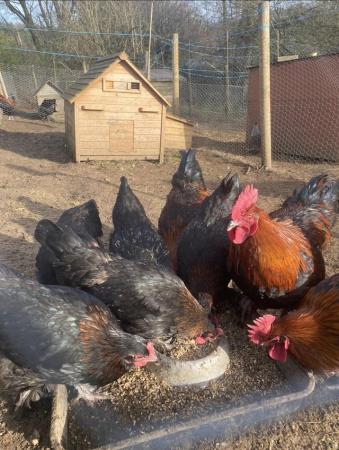 Image 1 of Pair of Copper Marran chickens