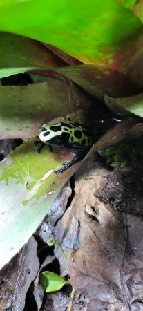 Image 2 of Dart frog dendrobate Tinctorius Green Sipaliwini froglets