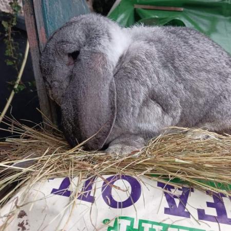 Image 6 of French lop breeding rabbits show type. Two trios chinchilla