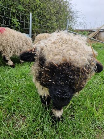 Image 2 of Valley Valais blacknose ewes lamb