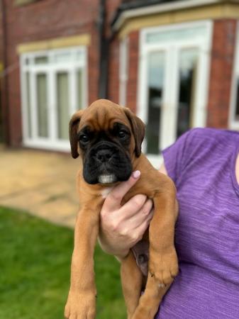 Image 11 of Stunningly Perfect 6 week old KC Pedigree Boxer puppies.